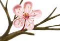 cherry blossom
